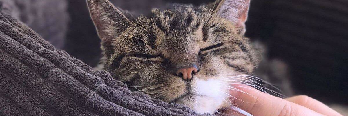 Sunny Harbour Cat Rescue (@sunnyharbour) / Posts / X
