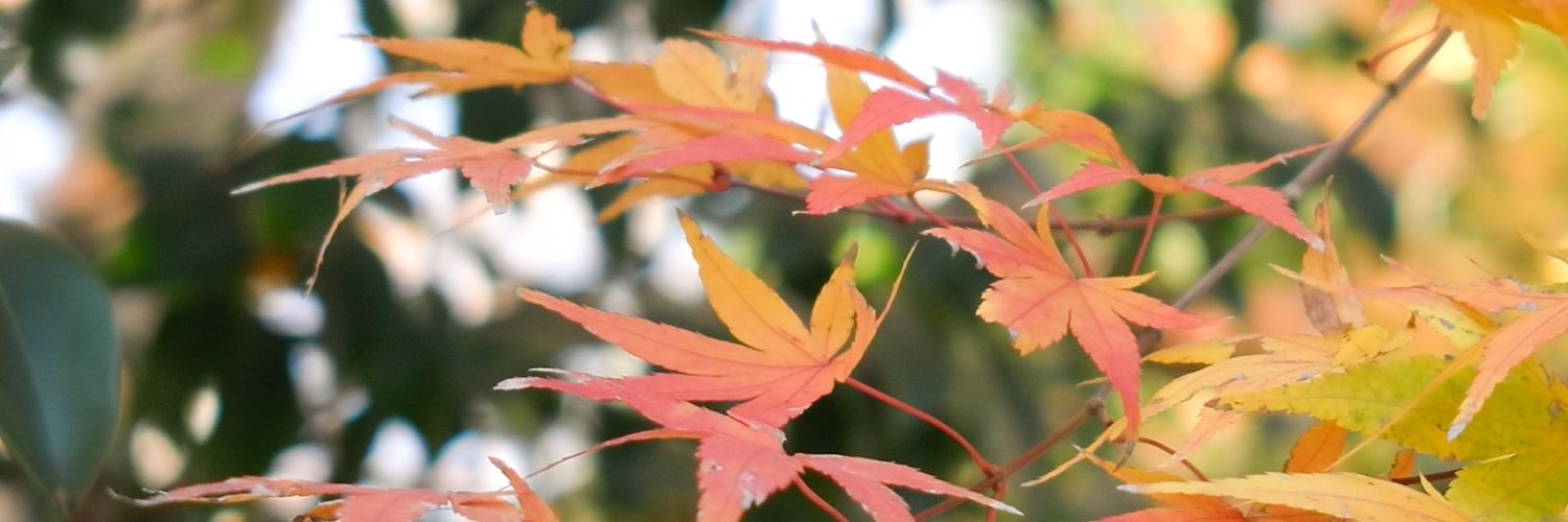 Antakaaaa's profile banner image