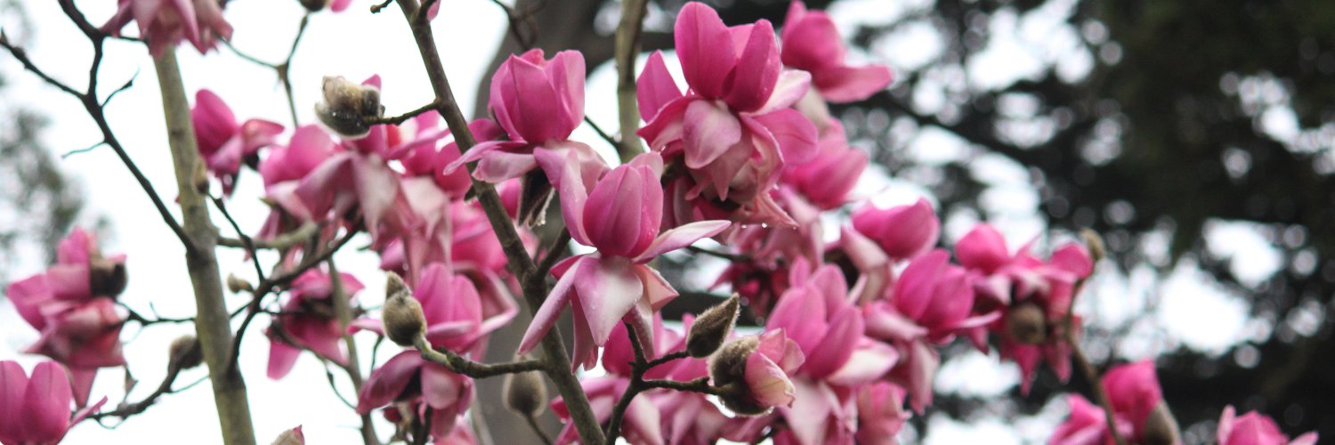 San Francisco Botanical Garden banner
