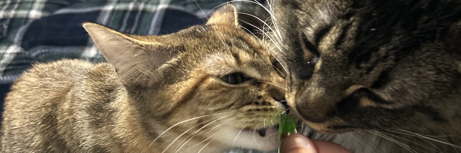 Cassharr_'s profile banner image