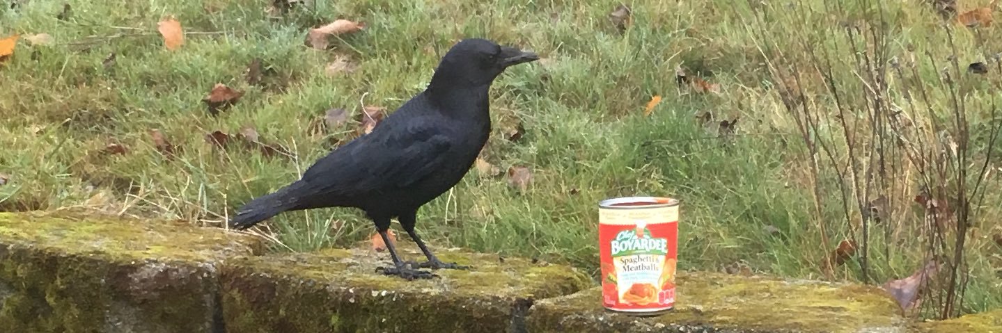 coolkidbirdy's profile banner image