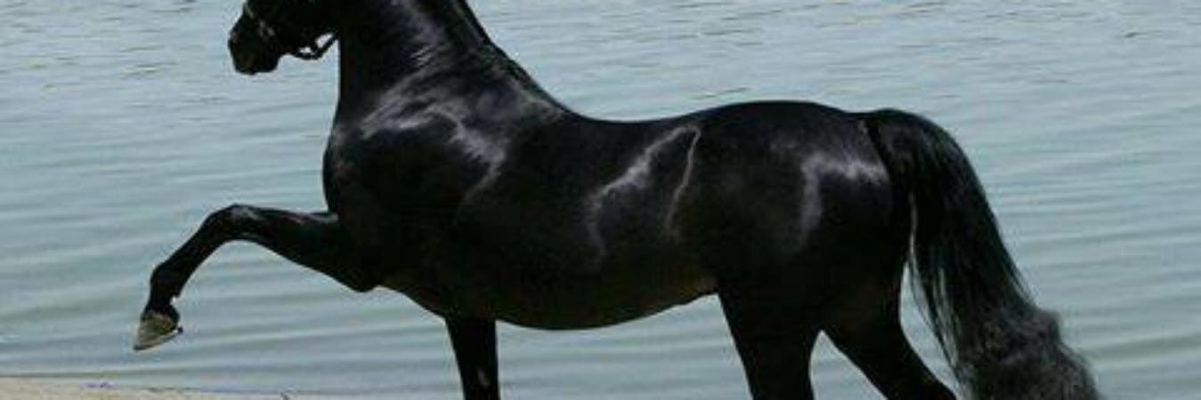 فهد بن عيد banner