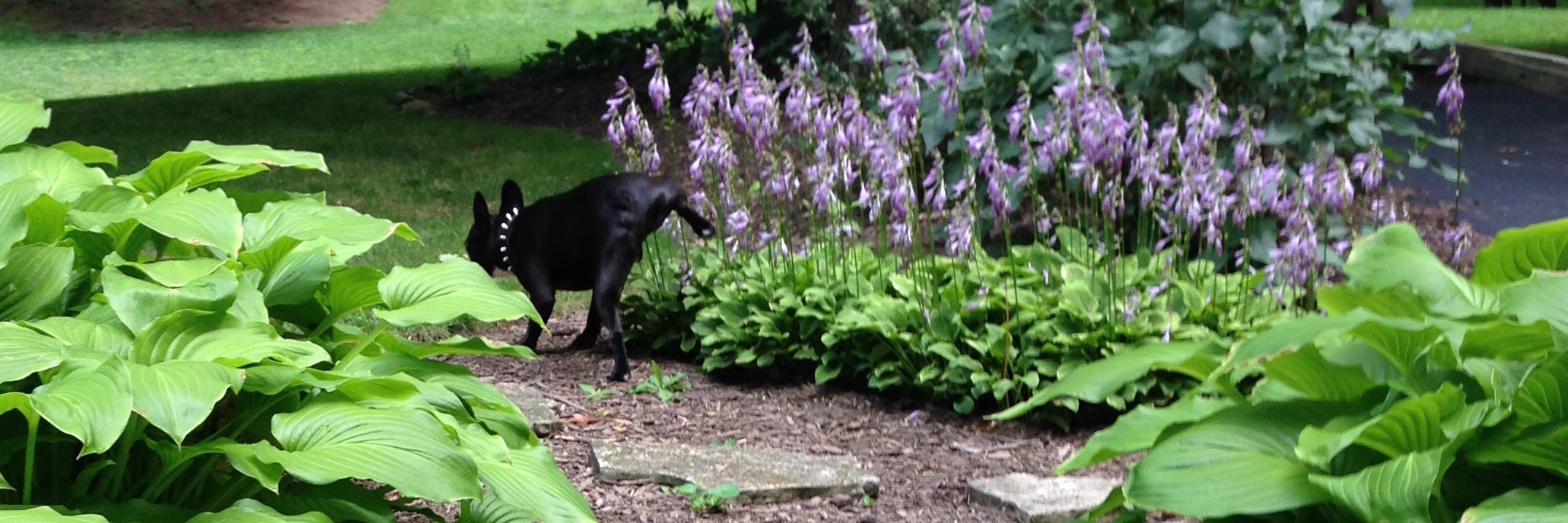 Mark Sher מרק שר banner