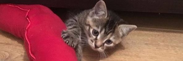 David Hannant banner