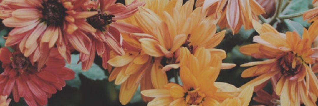 HipstaChrista's profile banner image
