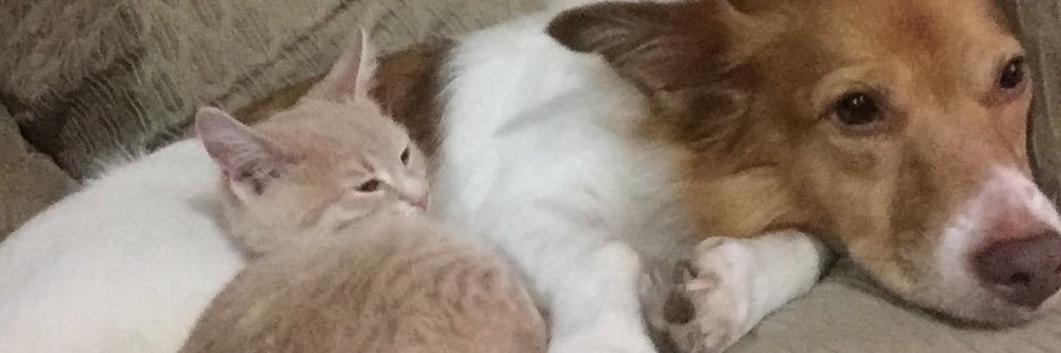 kellyons's profile banner image