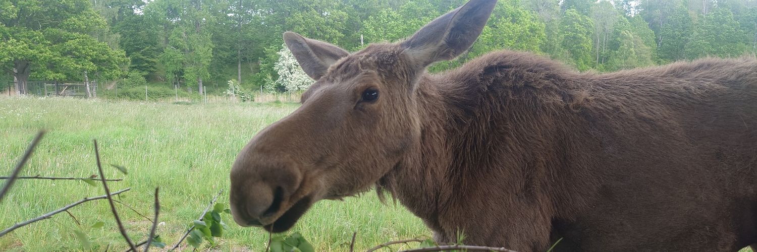 Patrik Lindskog banner