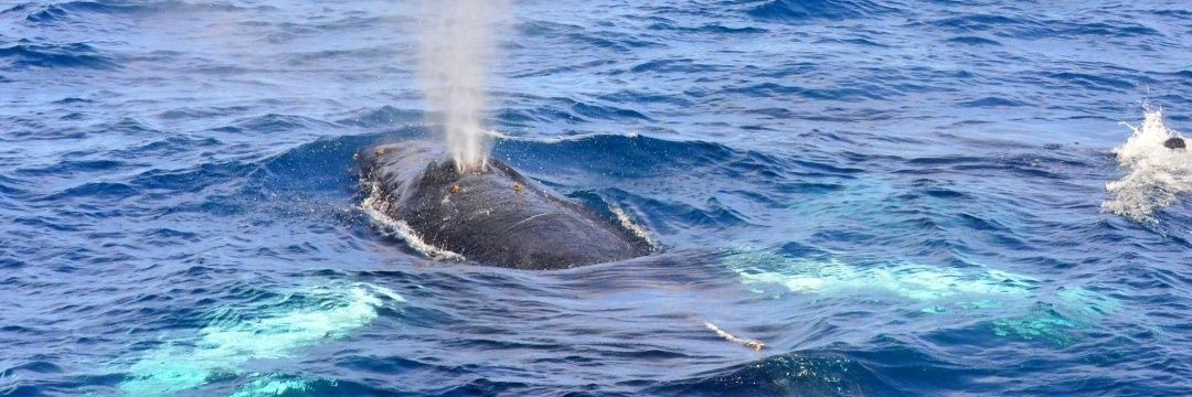 Kaleigh R🥎🥎P banner