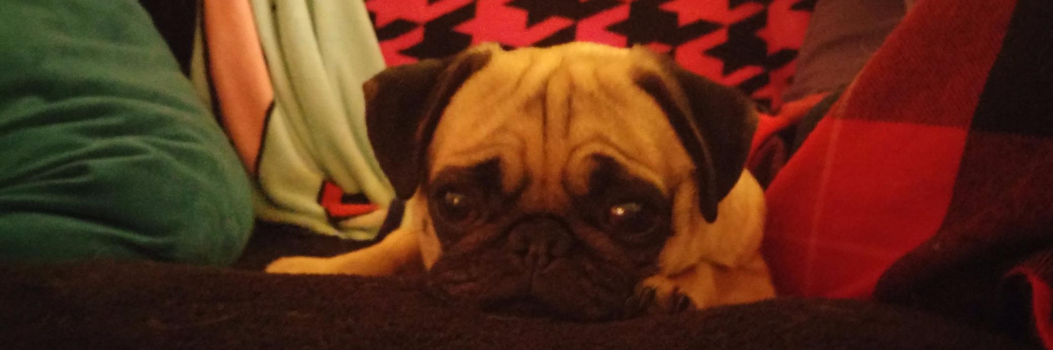 thor_pug's profile banner image