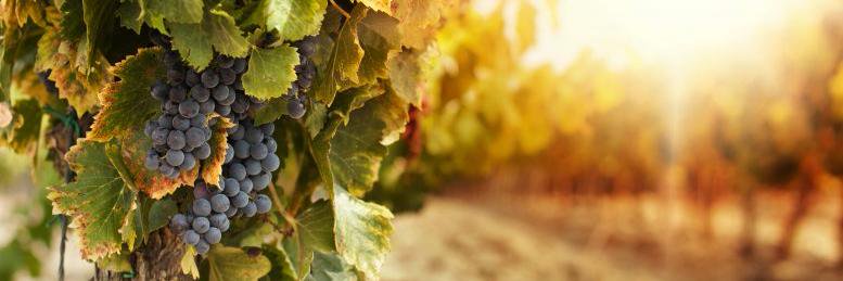 ilovewinecom's profile banner image