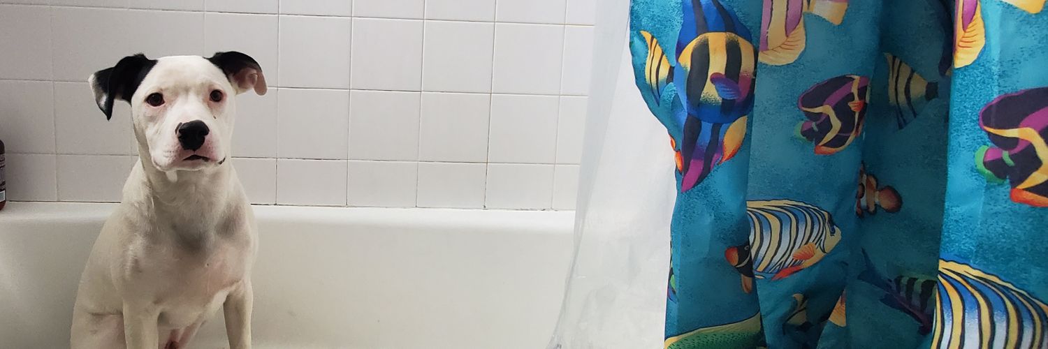 zlittle5's profile banner image