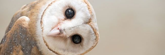The_OwlKid's profile banner image