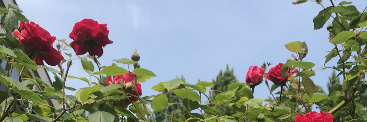 AnnemiekN's profile banner image