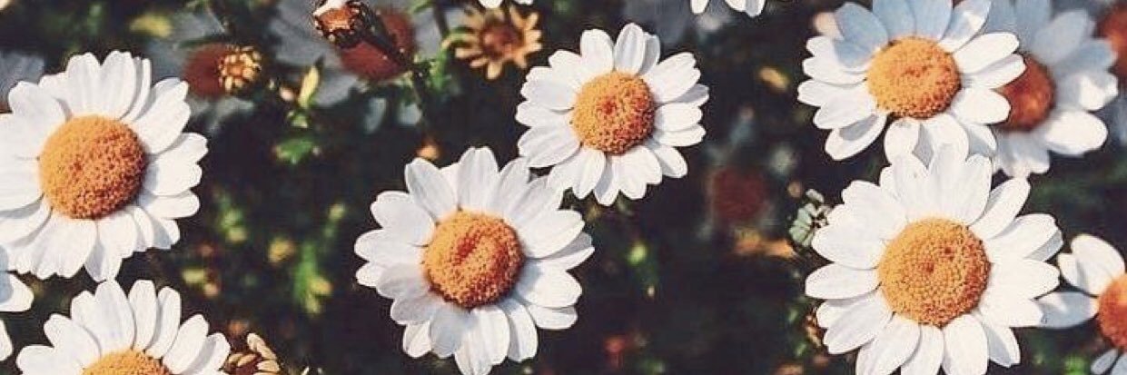 melyssamonti's profile banner image