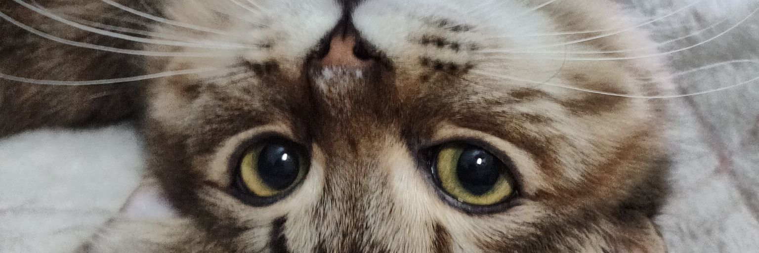 mjgmoncada's profile banner image