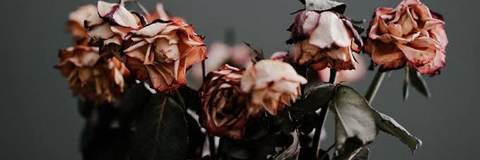 roberto32062's profile banner image