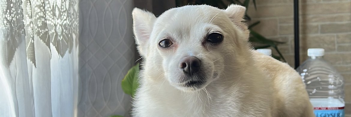 andreeeeanicole's profile banner image