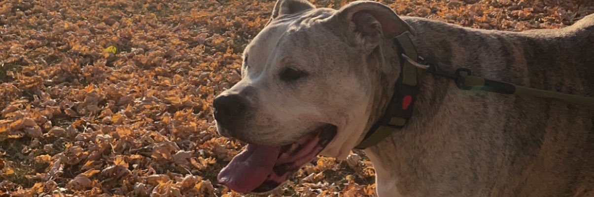BethanyStrouf's profile banner image