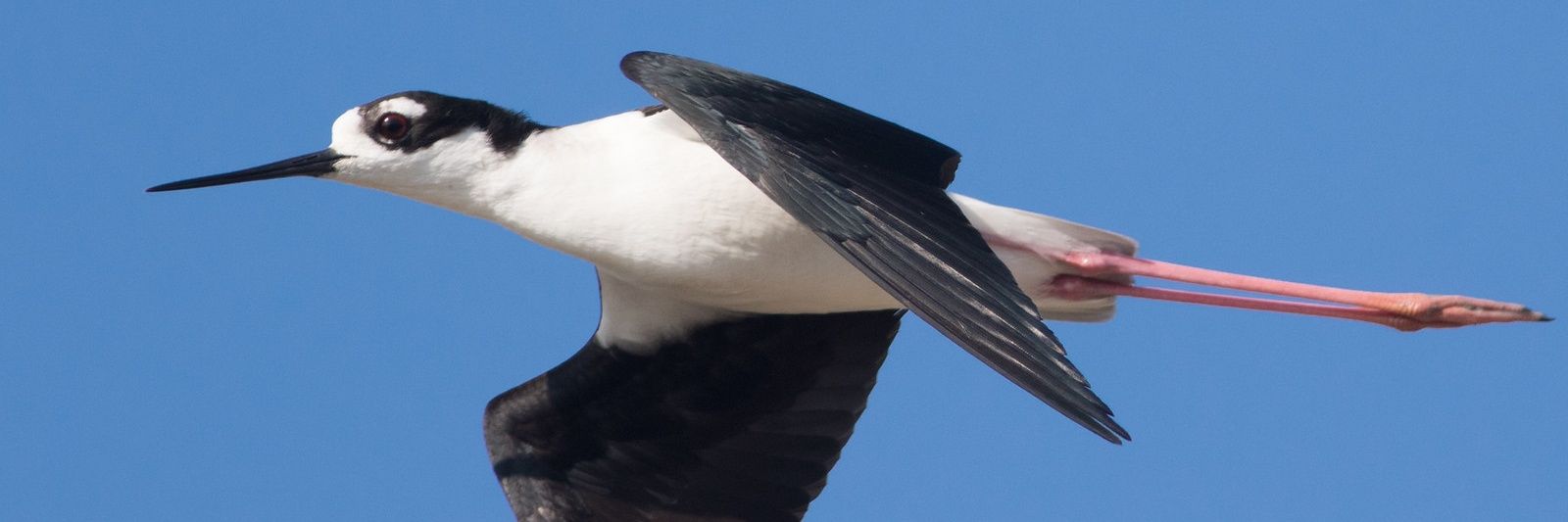 agilitybirder's profile banner image