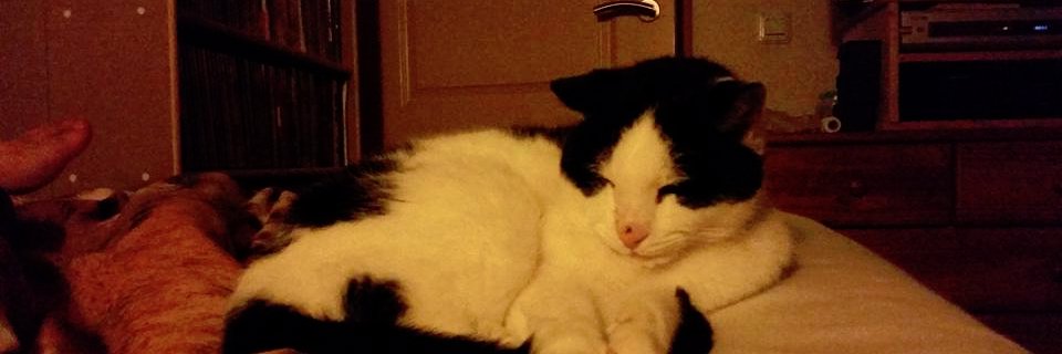 ShugahPuss's profile banner image