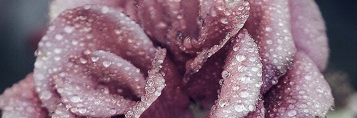 Wetirisrose's profile banner image