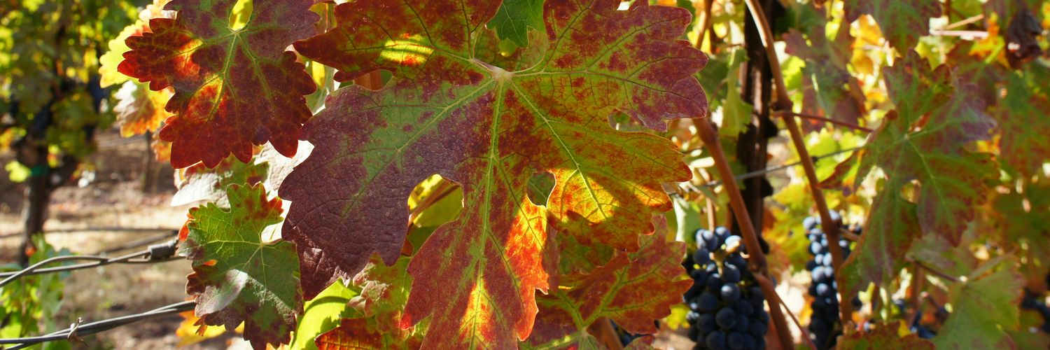 KariDigsPlants's profile banner image