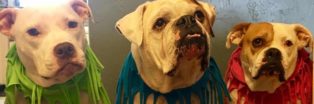 try_my_salsa's profile banner image