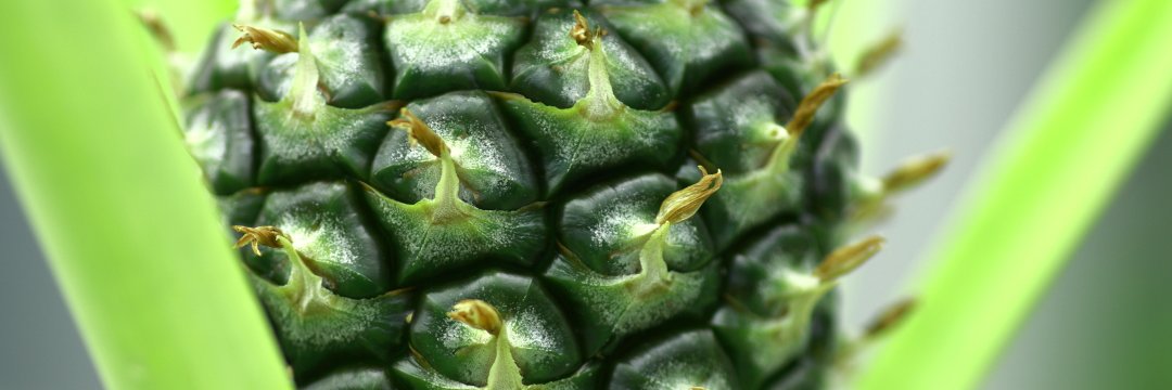 green_ikd's profile banner image