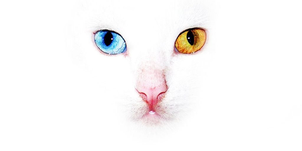 Oilyjealous's profile banner image