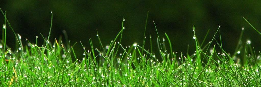 ecoSitio's profile banner image
