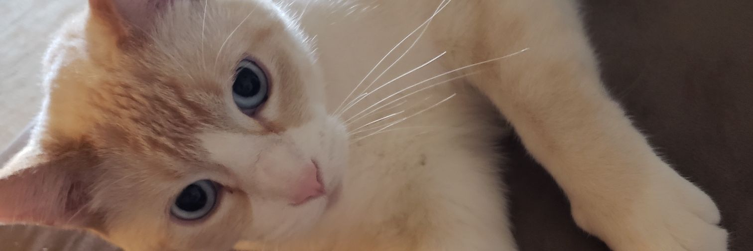 ellabells67's profile banner image