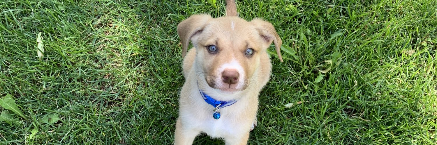 Britt Richter banner