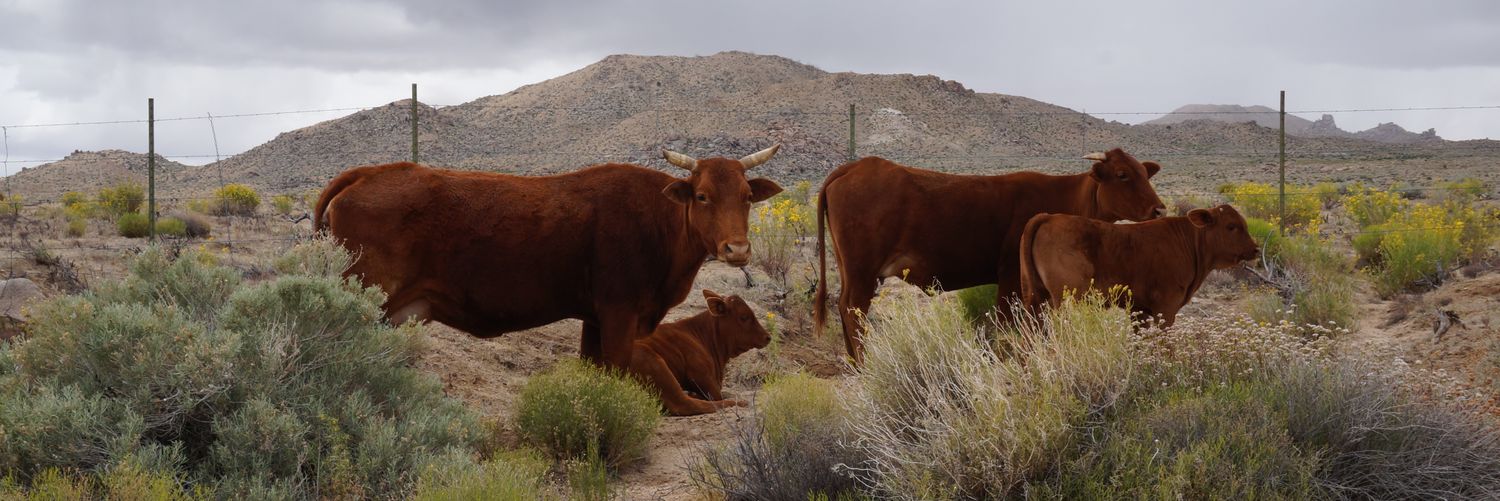 Dr Carly Rosewarne banner