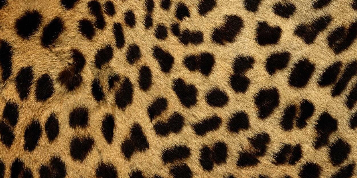 tuitfer's profile banner image