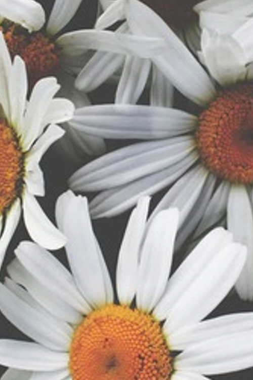 iMarzia's profile banner image