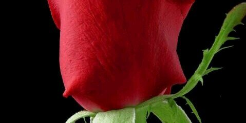 ChetanPakhamode's profile banner image