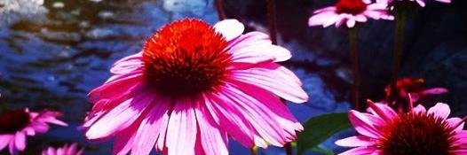 Aardnek4's profile banner image