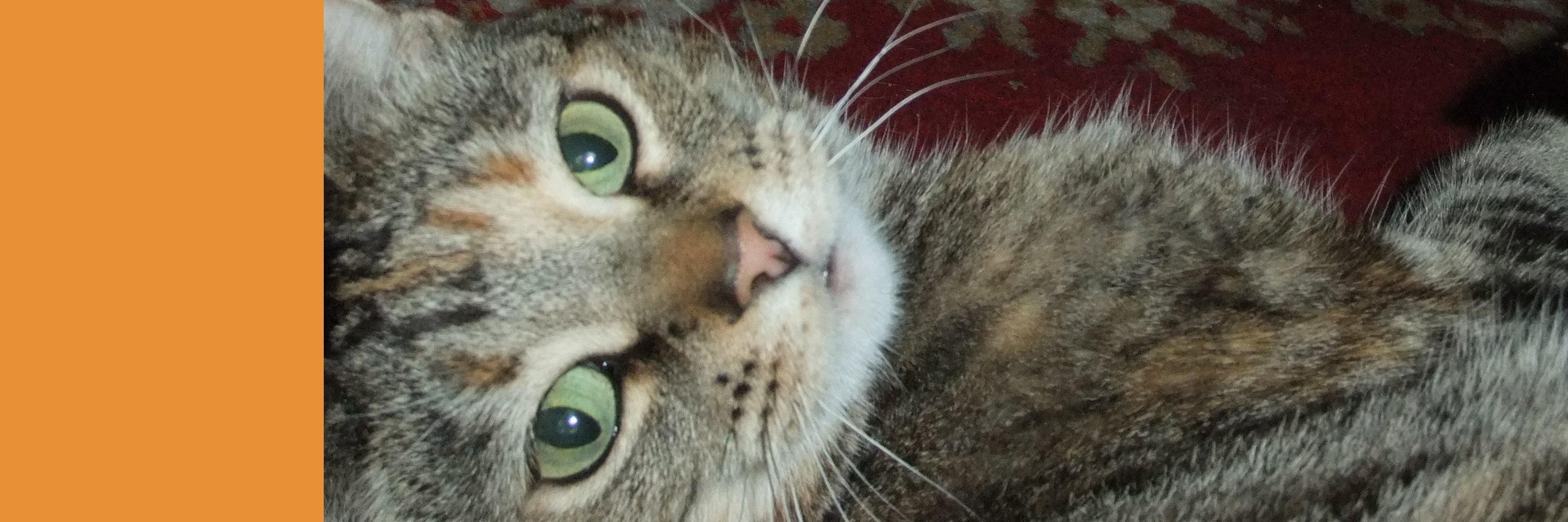 ScillaTheCat's profile banner image
