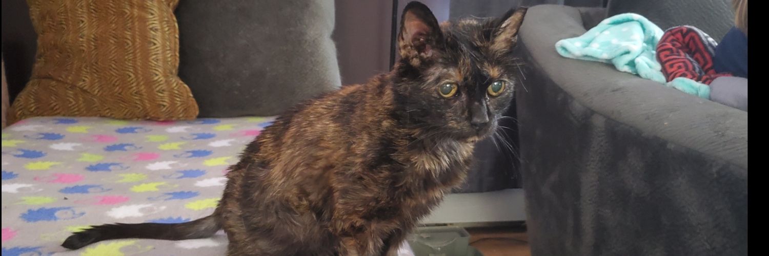 🇺🇸🤸🏽PBJSteel ジェイソンとサイモン — 不滅のコンビ 🐈 banner