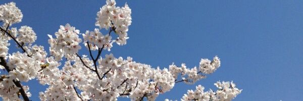 yanamamajp's profile banner image