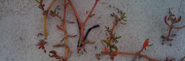 padmav Profile Banner