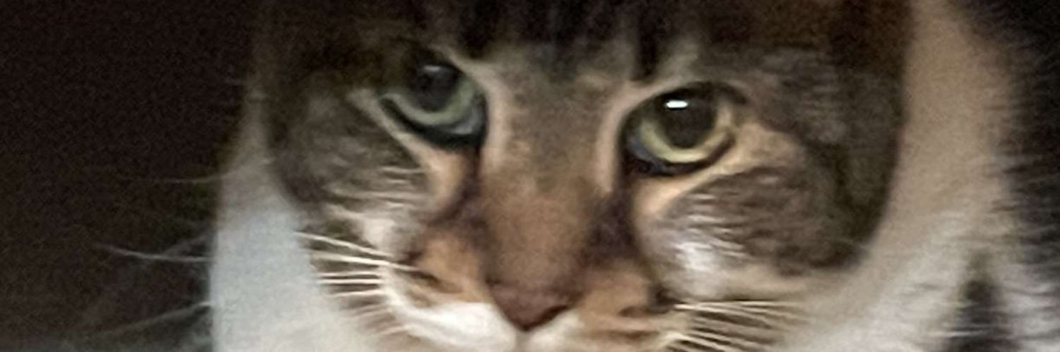 maggies1115's profile banner image