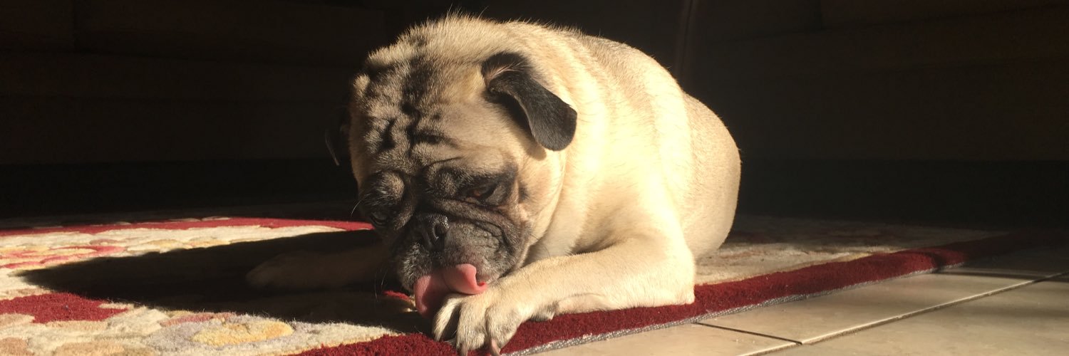 HerculesPug's profile banner image