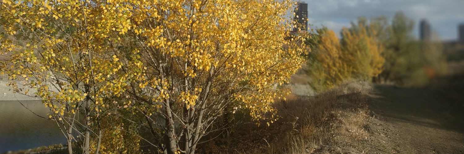 Zülfiye Yılmaz banner