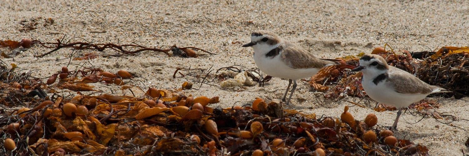 SMBAudubon's profile banner image