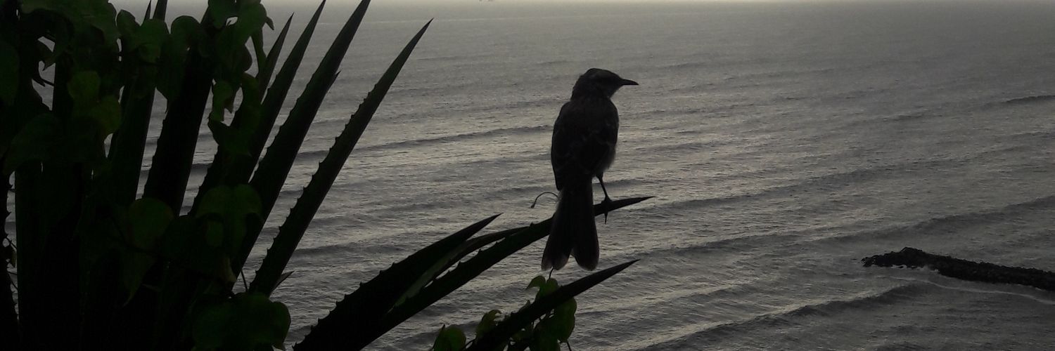 sesatebe's profile banner image