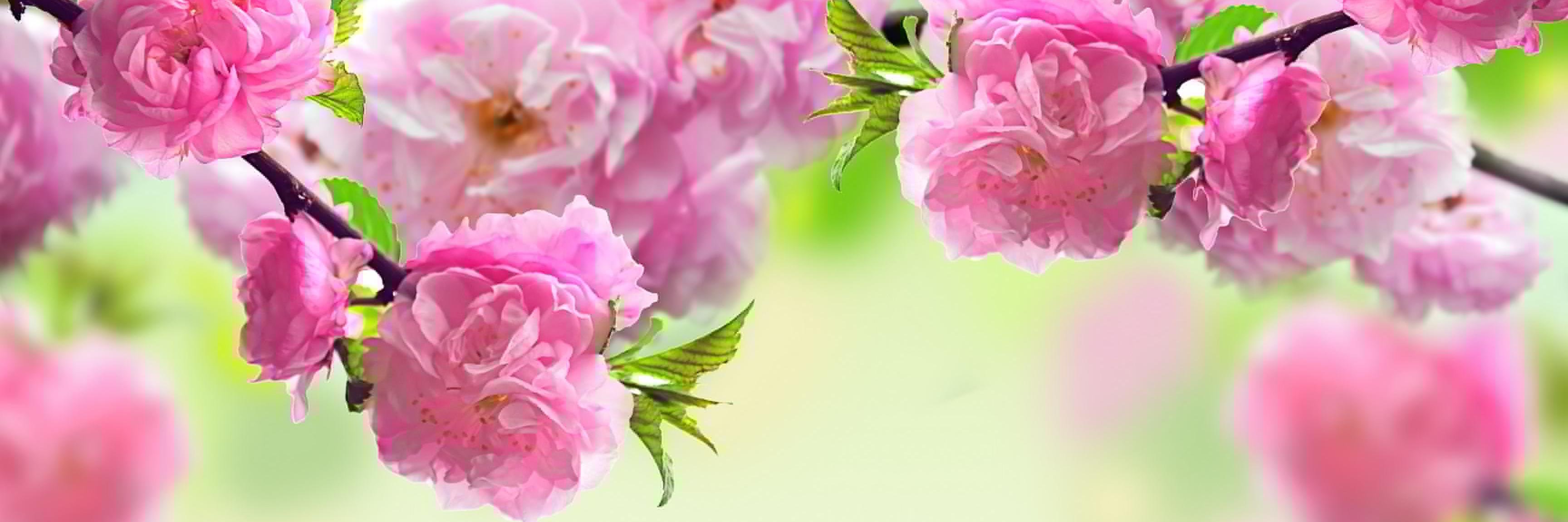 Noor_alsarry's profile banner image