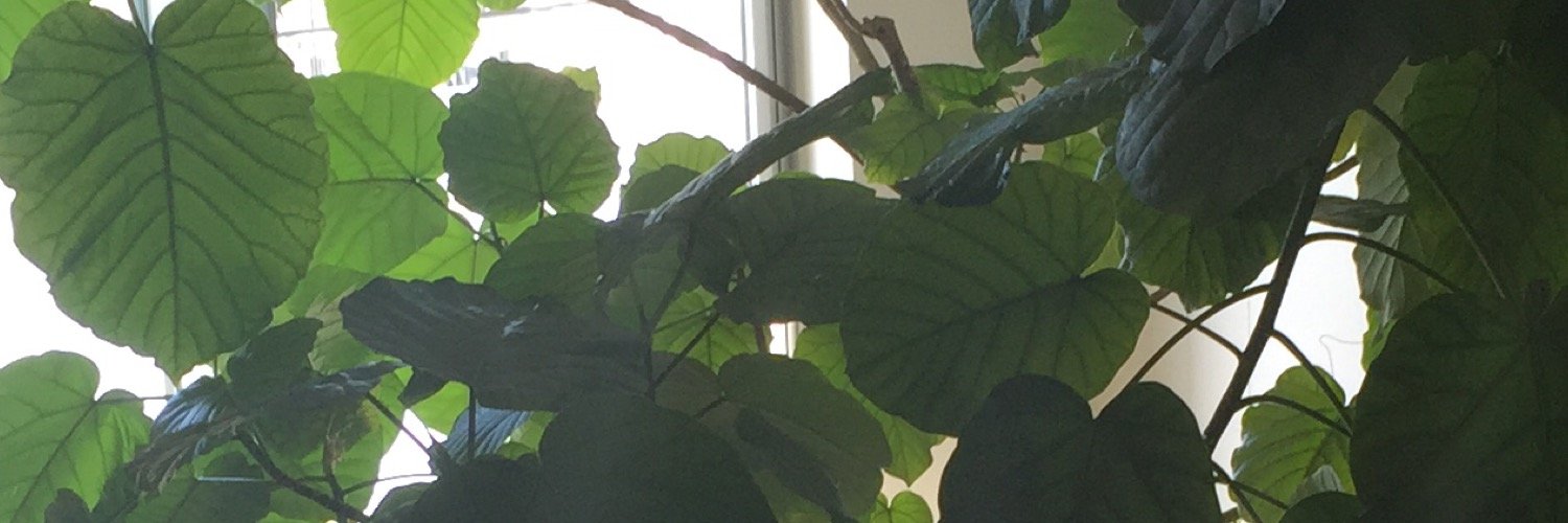 ficus_umbellata's profile banner image