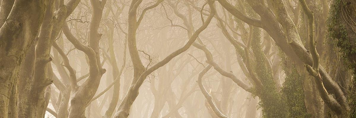 ThranduilFa's profile banner image