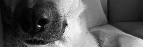 obozito's profile banner image